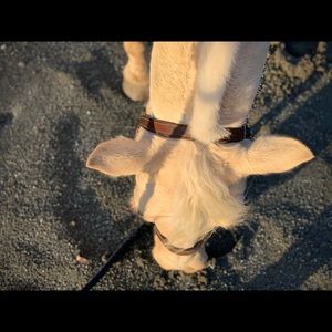 Meet your Posher, Lachlan